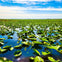 A vast expanse of water lilies on a calm lake under a bright blue sky with scattered clouds.