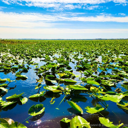 A vast expanse of water lilies on a calm lake under a bright blue sky with scattered clouds.