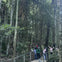 Embark on a guided walk through an ancient rainforest