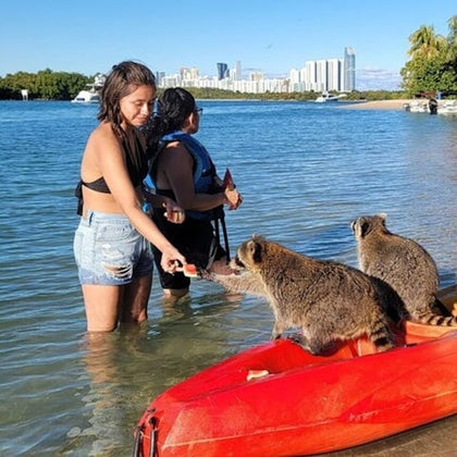 Kayaks and paddleboards on the water with wildlife.