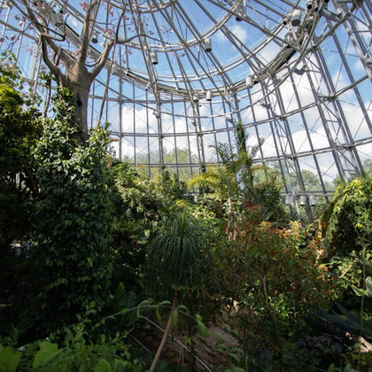 Cockrell Butterfly Center at the Houston Museum of Natural Science: Entry Ticket
