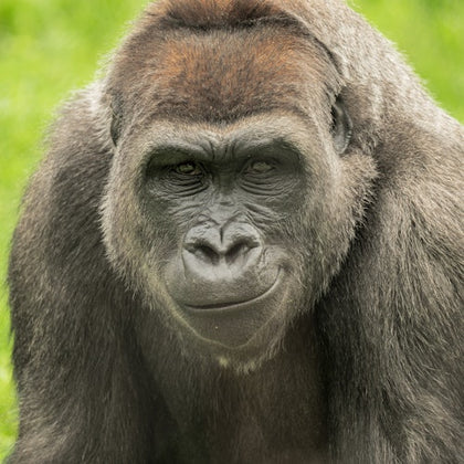 Franklin Park Zoo: Entry Ticket