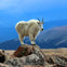 A mountain goat standing on rocks with a mountainous landscape and blue sky in the background.