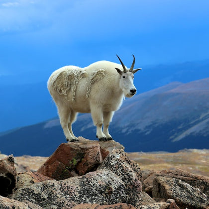 A mountain goat standing on rocks with a mountainous landscape and blue sky in the background.