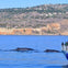 People on a boat observing three whales swimming near a coastline with cliffs and houses visible in the background.