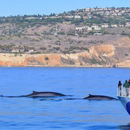 People on a boat observing three whales swimming near a coastline with cliffs and houses visible in the background.