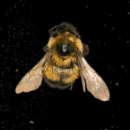 A detailed close-up of a bumblebee with its wings spread, set against a dark background with scattered specks.