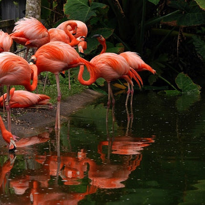 Flamingo Gardens: Skip The Line Ticket