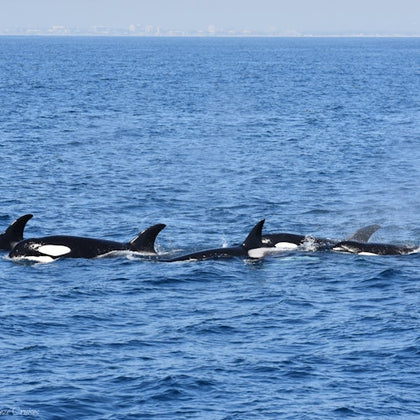 Long Beach Whale Watching & Dolphin