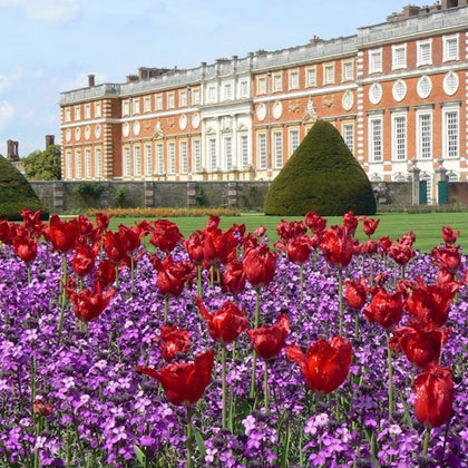 Bright red tulips and purple flowers in front of a large, historic brick building with white windows and ornate details.