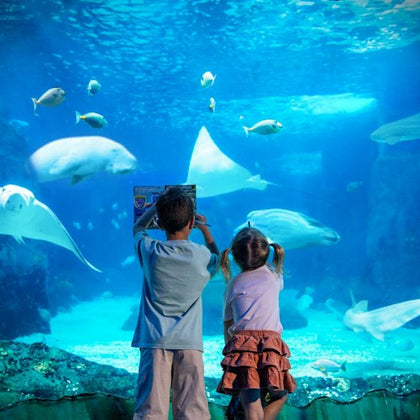 Two children observing marine life through a large aquarium window, with fish and rays swimming in the water.