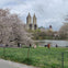 Beautiful view of the san remo building with cherry blossoms in bloom