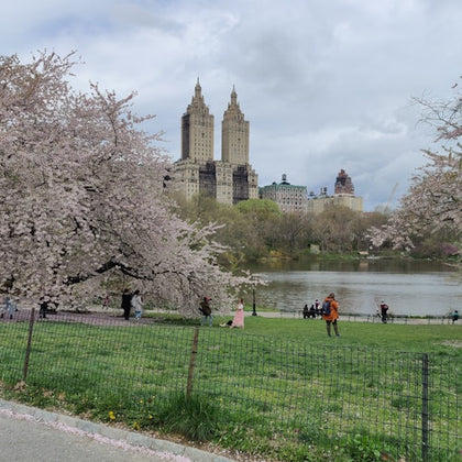 Beautiful view of the san remo building with cherry blossoms in bloom
