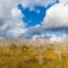 Big Cypress