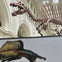 Field Museum 