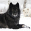 Yamnuska Wolfdog Sanctuary: Entry Ticket + Guided Tour