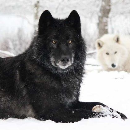 Yamnuska Wolfdog Sanctuary: Entry Ticket + Guided Tour