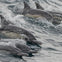 Long Beach Whale Watching & Dolphin