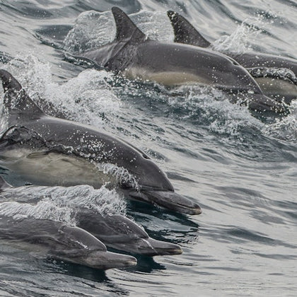 Long Beach Whale Watching & Dolphin