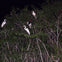 White egrets standing on tree branches under a dark night sky.