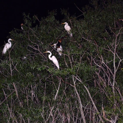 White egrets standing on tree branches under a dark night sky.