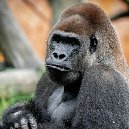 Close-up of a gorilla sitting with its arms crossed, exhibiting a calm and contemplative expression.