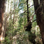 Muir Woods