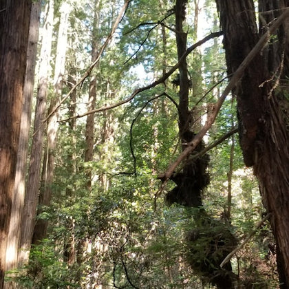Muir Woods