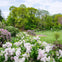 A landscaped garden with blooming lilac bushes, green lawns, and tall trees under a partly cloudy sky.