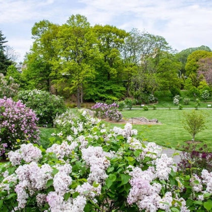 A landscaped garden with blooming lilac bushes, green lawns, and tall trees under a partly cloudy sky.