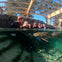 A group of people in wetsuits observing a shark underwater in a clear aquarium with a wooden structure visible above.