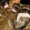 Animal encounters at Mogo Wildlife Park