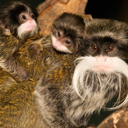 Animal encounters at Mogo Wildlife Park
