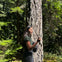 A person stands in a forest, touching the trunk of a tree, surrounded by sunlight and dense greenery.