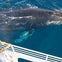 Person on a boat looking at a large whale swimming near the surface of clear blue water.