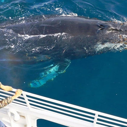 Person on a boat looking at a large whale swimming near the surface of clear blue water.