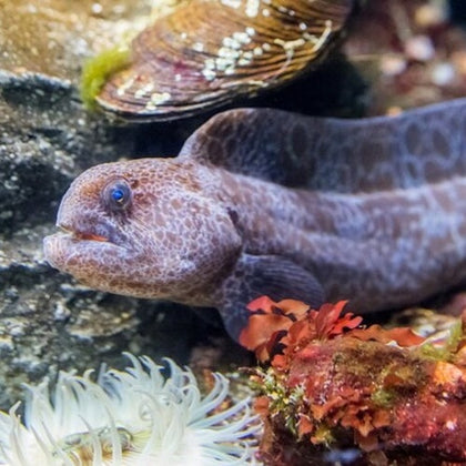 Aquarium Of the Bay 