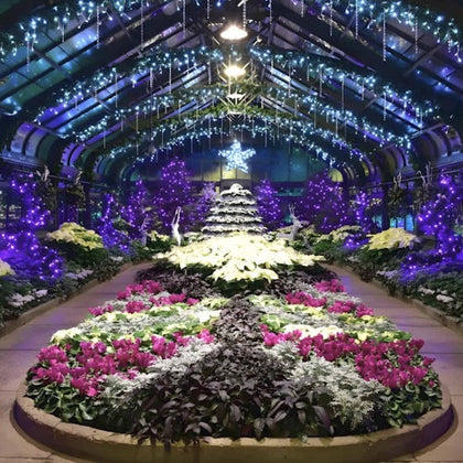 See special winter floral displays
