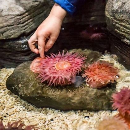 SEA LIFE Aquarium at American Dream: General Admission