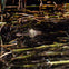 Crocodile partially submerged in dark water, surrounded by reeds and aquatic plants.