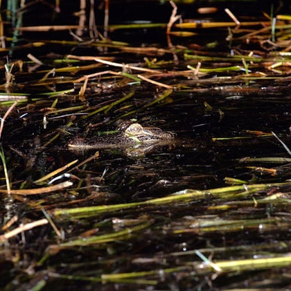 Crocodile partially submerged in dark water, surrounded by reeds and aquatic plants.