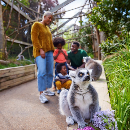 Family enjoying the lemur walkthrough
