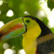 Close-up of a toucan with a colorful beak, yellow chest, and black feathers, surrounded by blurred green foliage.