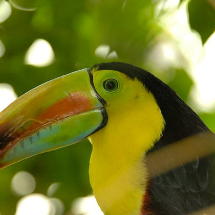 Close-up of a toucan with a colorful beak, yellow chest, and black feathers, surrounded by blurred green foliage.