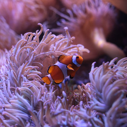 SEA LIFE Sydney Aquarium: Entry Ticket