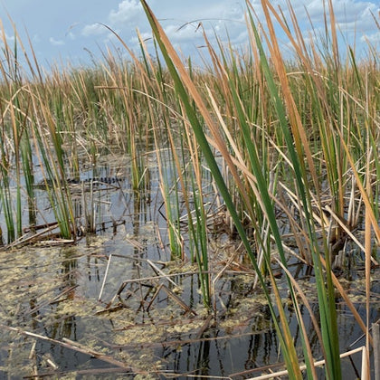 everglades