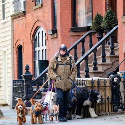 Person in a coat walking six dogs of various breeds on leashes in a residential neighborhood with brick and beige houses.