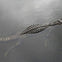 An alligator