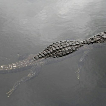 An alligator