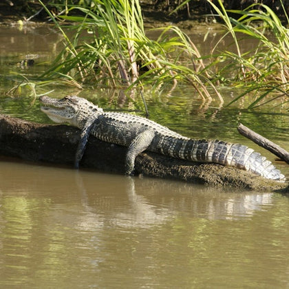 everglades